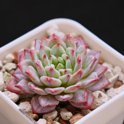 Echeveria Havisham&