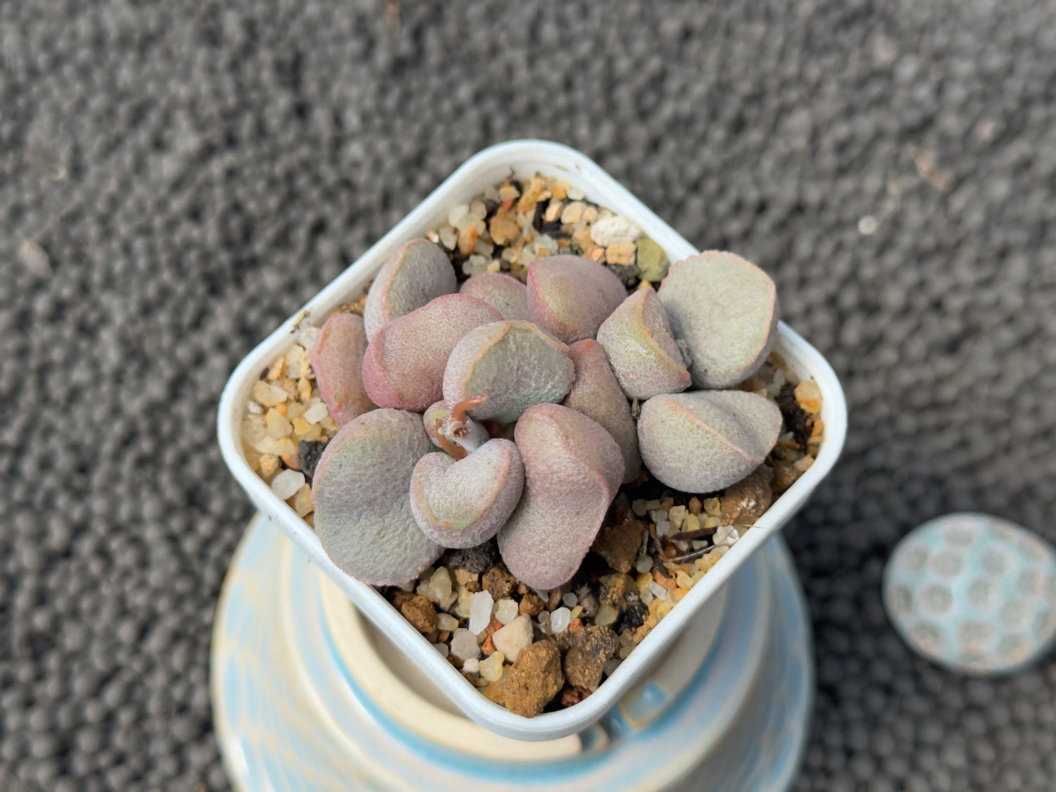 Adromischus Diana (L) Imported Succulent Plant