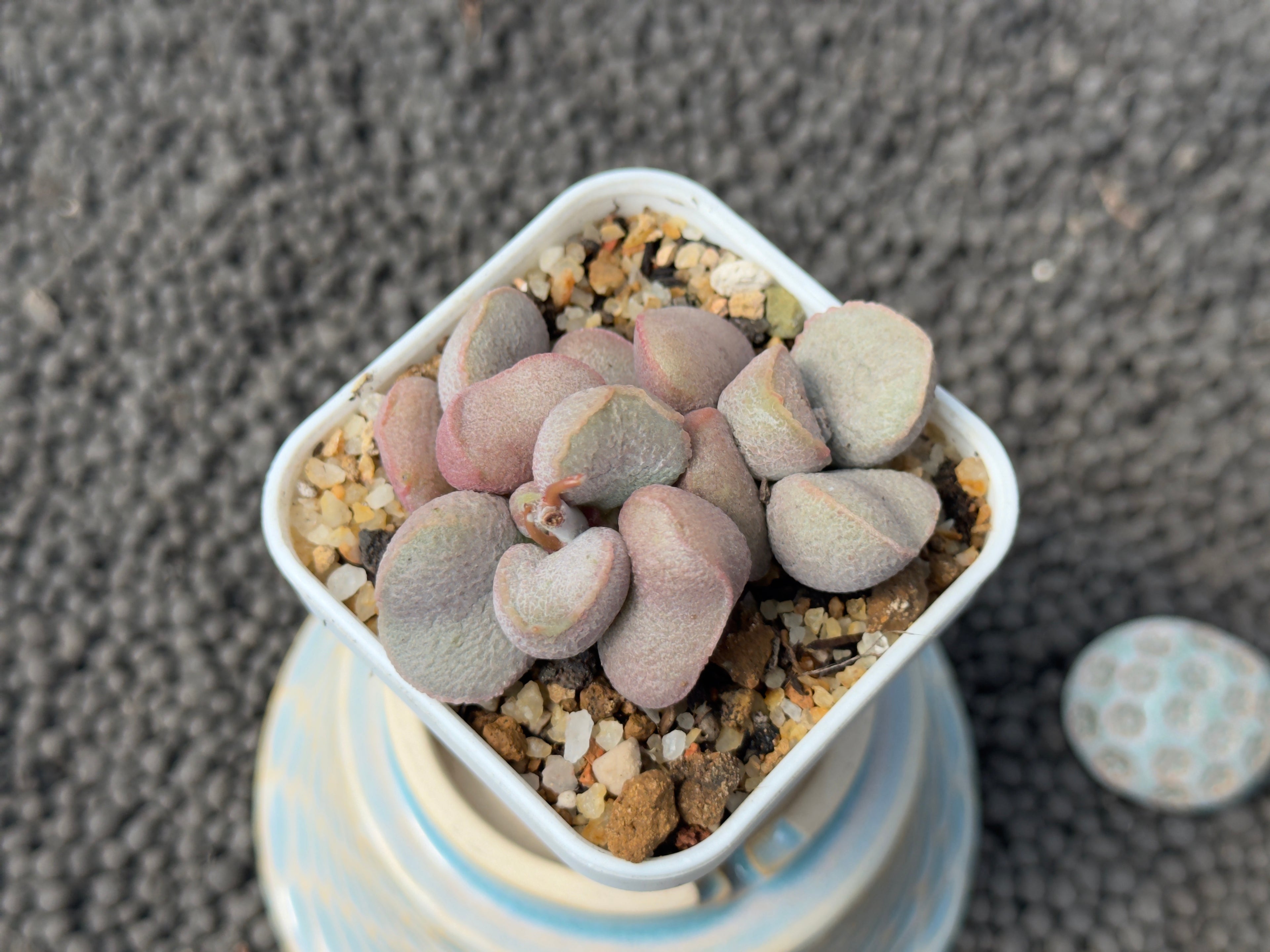 Adromischus Diana (L) Imported Succulent Plant