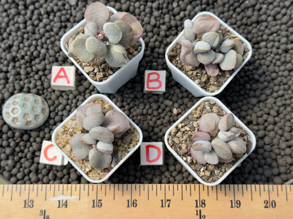 Adromischus &