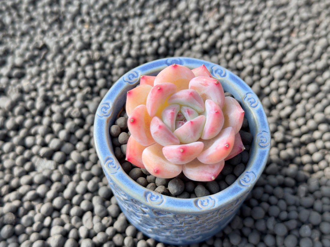 Echeveria Peach Fuzz Imported Succulent Plant