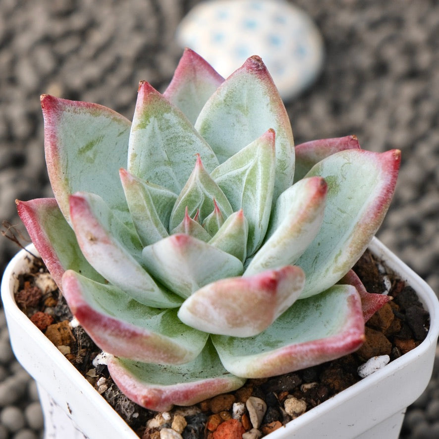 Echeveria Ice Muscle Korean Succulent Plant