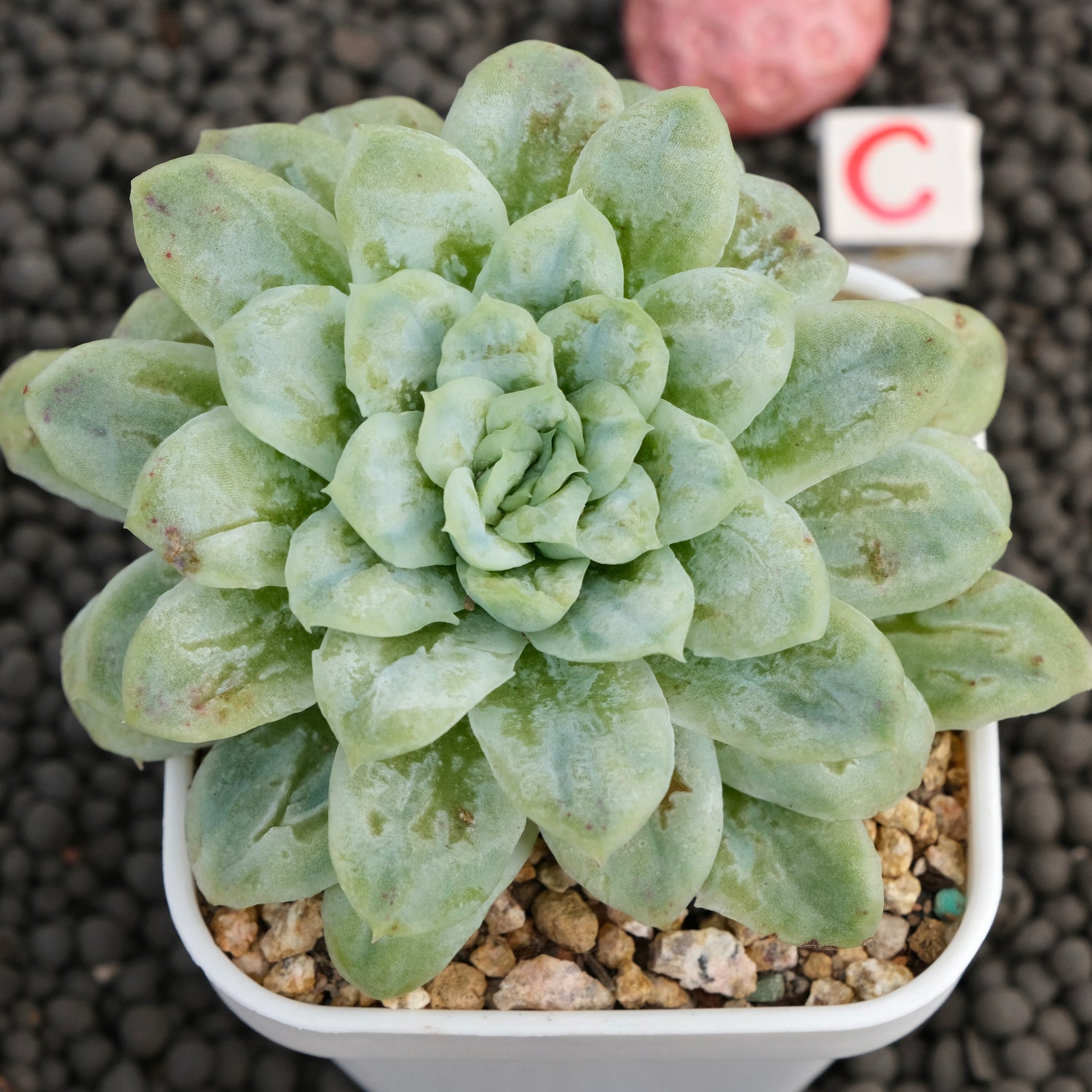 Big Echeveria Bubble Rose Imported Succulent Plant