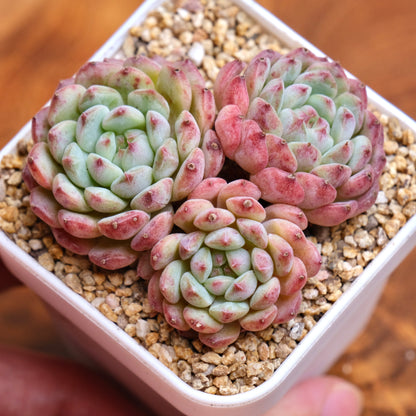 Echeveria White Farm Imported Succulent Plant