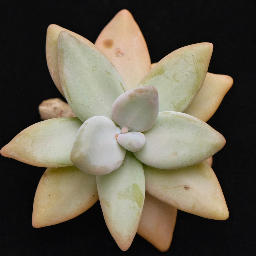 Large Pachyphytum werdermannii cutting Korean Succulent Plant