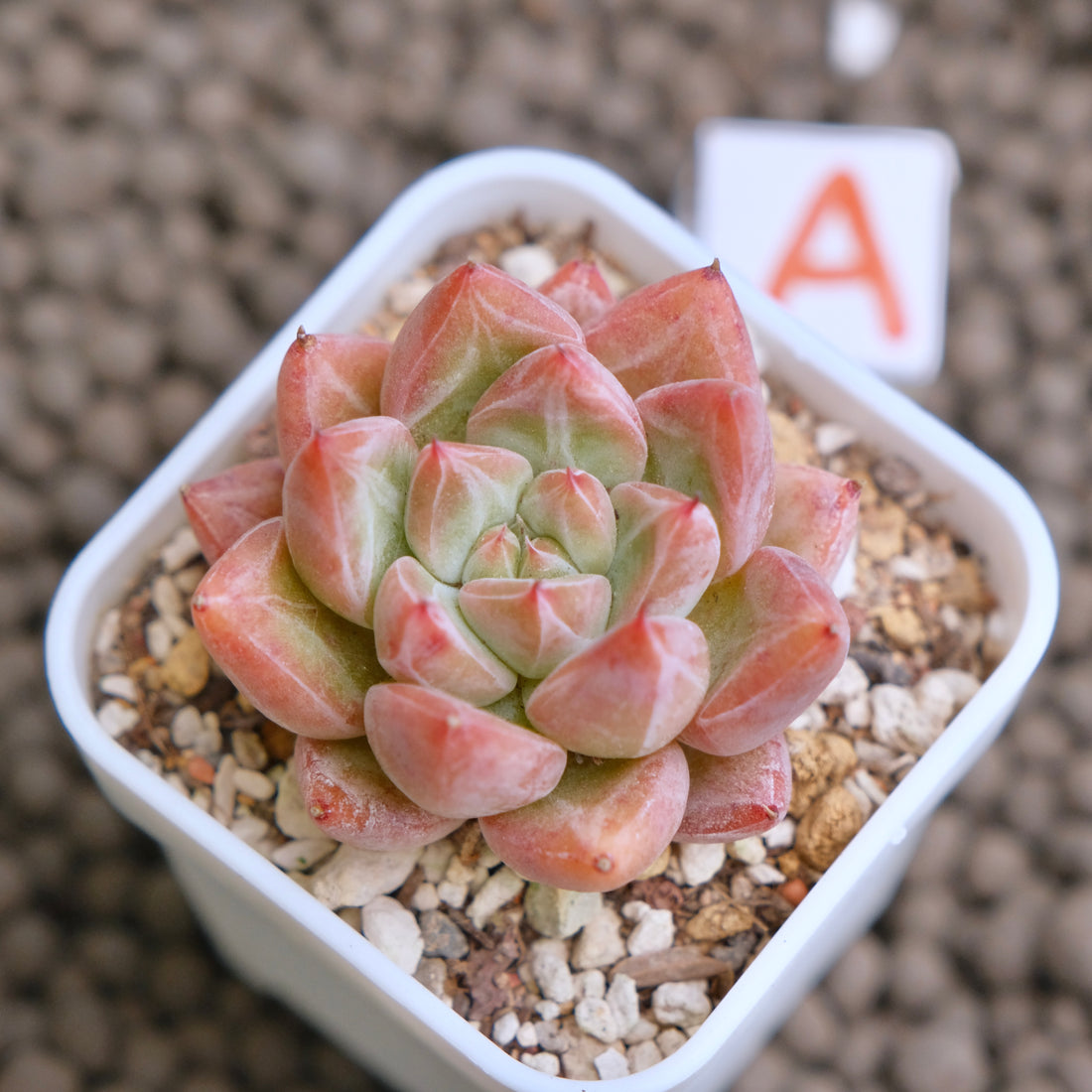 Echeveria Banksy (hwaga hybrid) Korean Succulent Plant - A