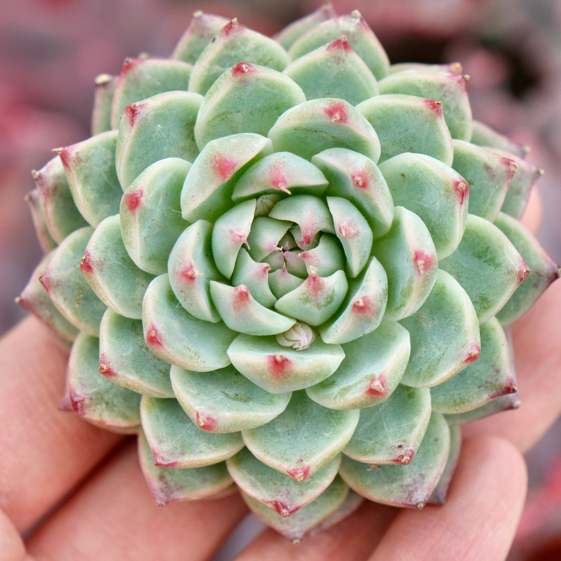 Echeveria Bing Chan Imported Succulent Plant