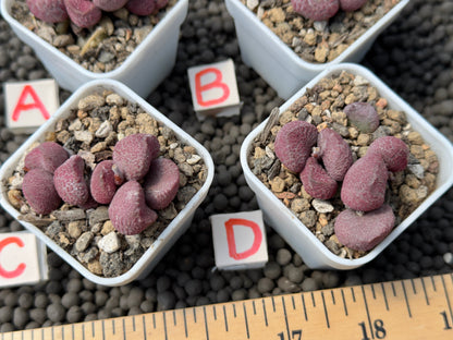 Adromischus &