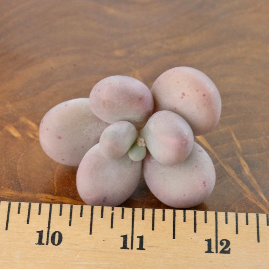 Pachyphytum Lumiere Korean Succulent Plant