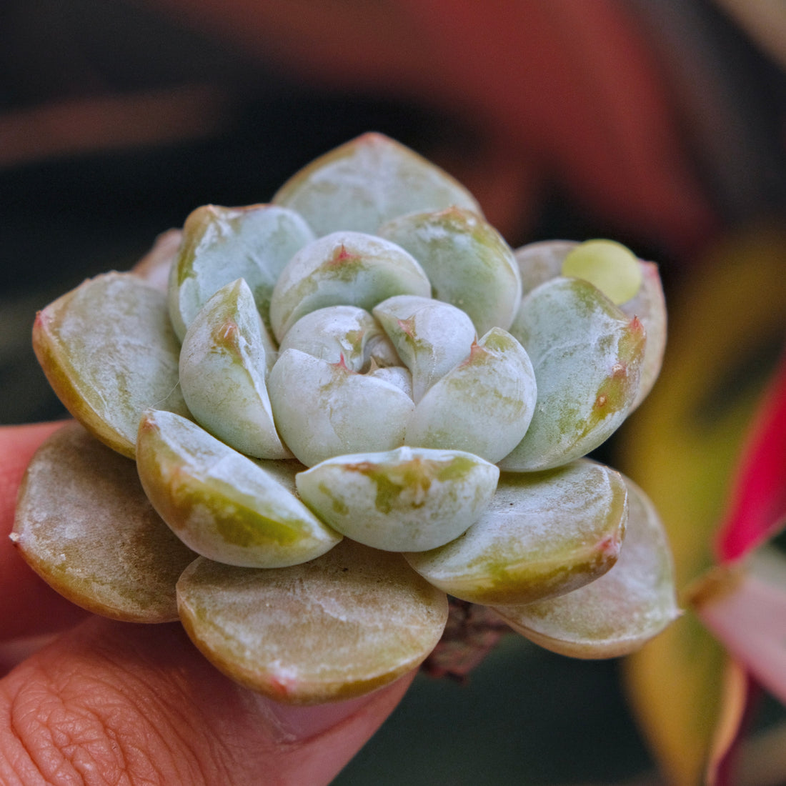 Echeveria Snow Flower Korean Succulent Plant *New*