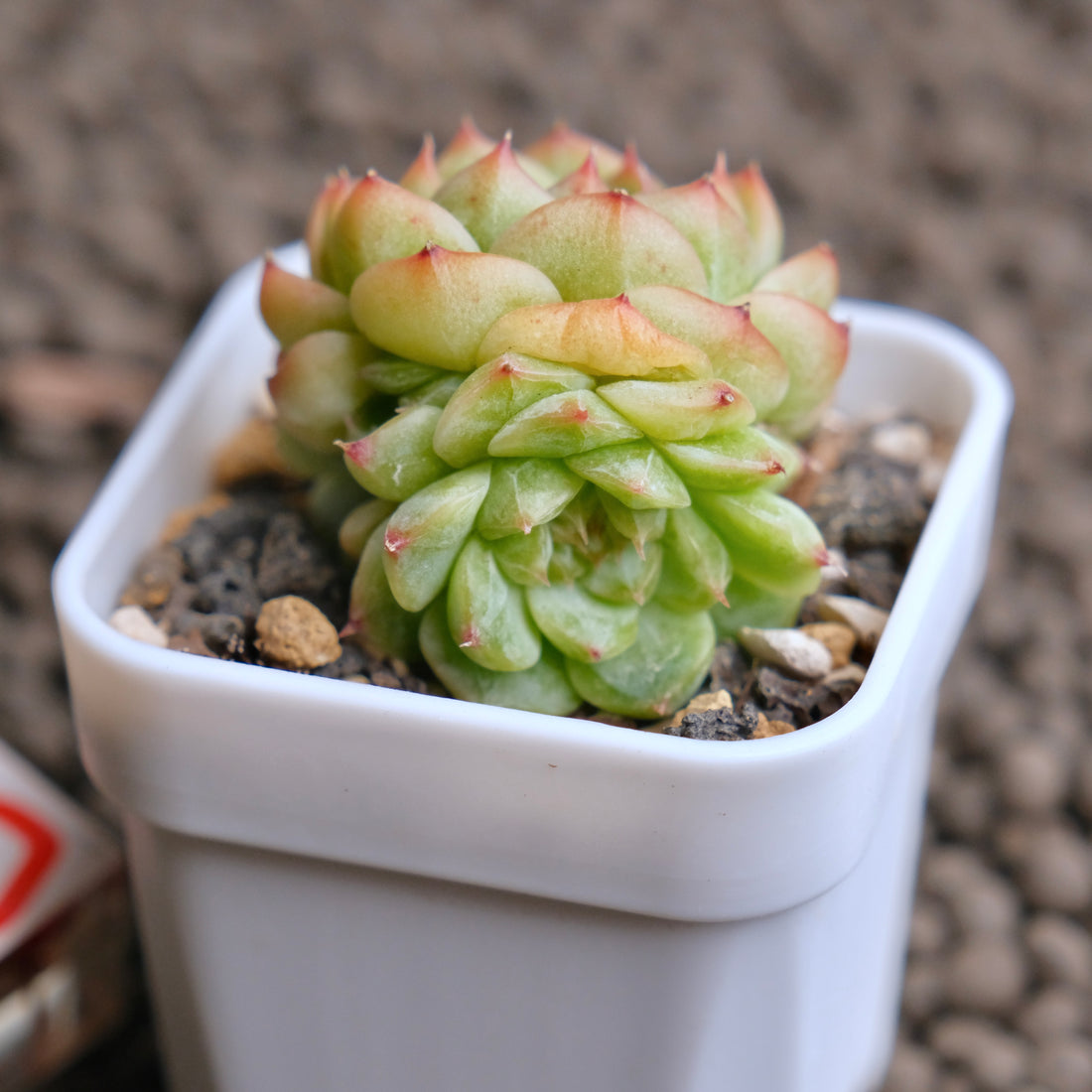 Echeveria Cola Jelly Imported Succulent Plant - D