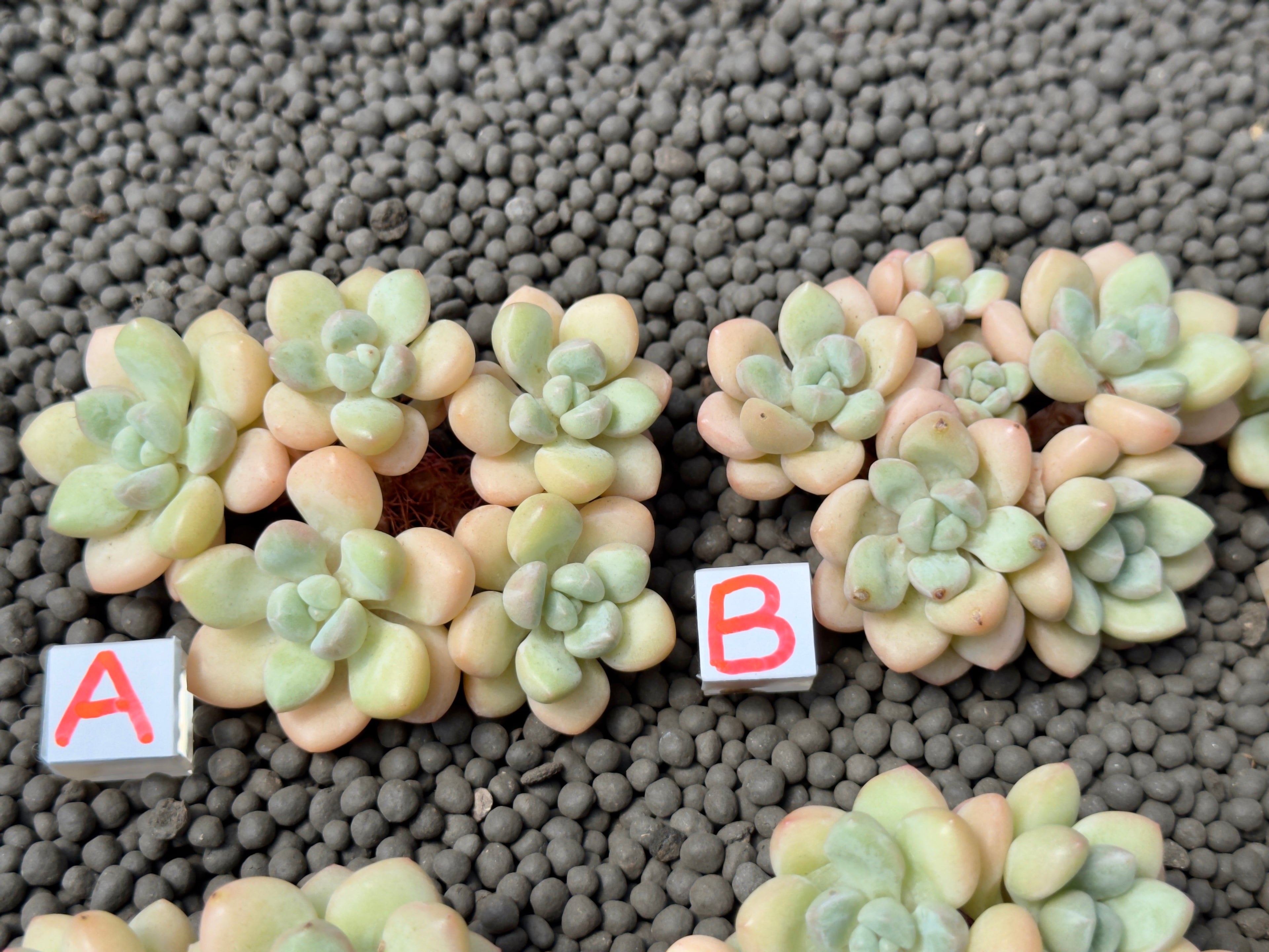 Graptosedum Bubble Gum Imported Succulent Plant