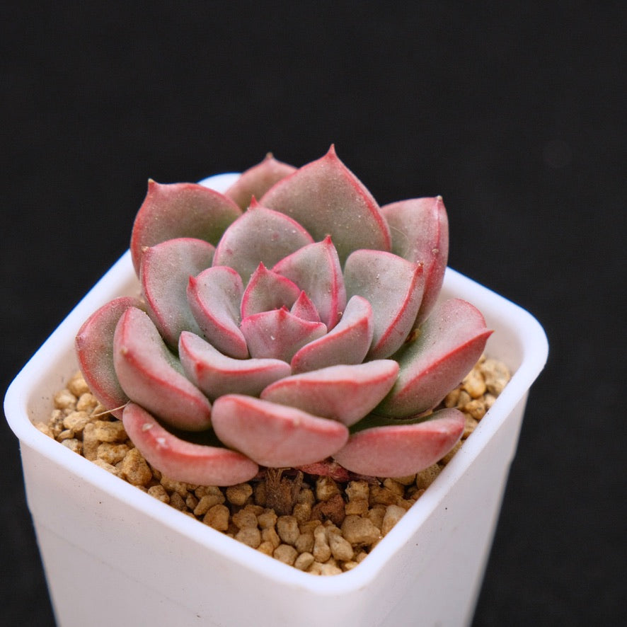 Graptoveria Aaron Korean Succulent Plant Changhee hybrid