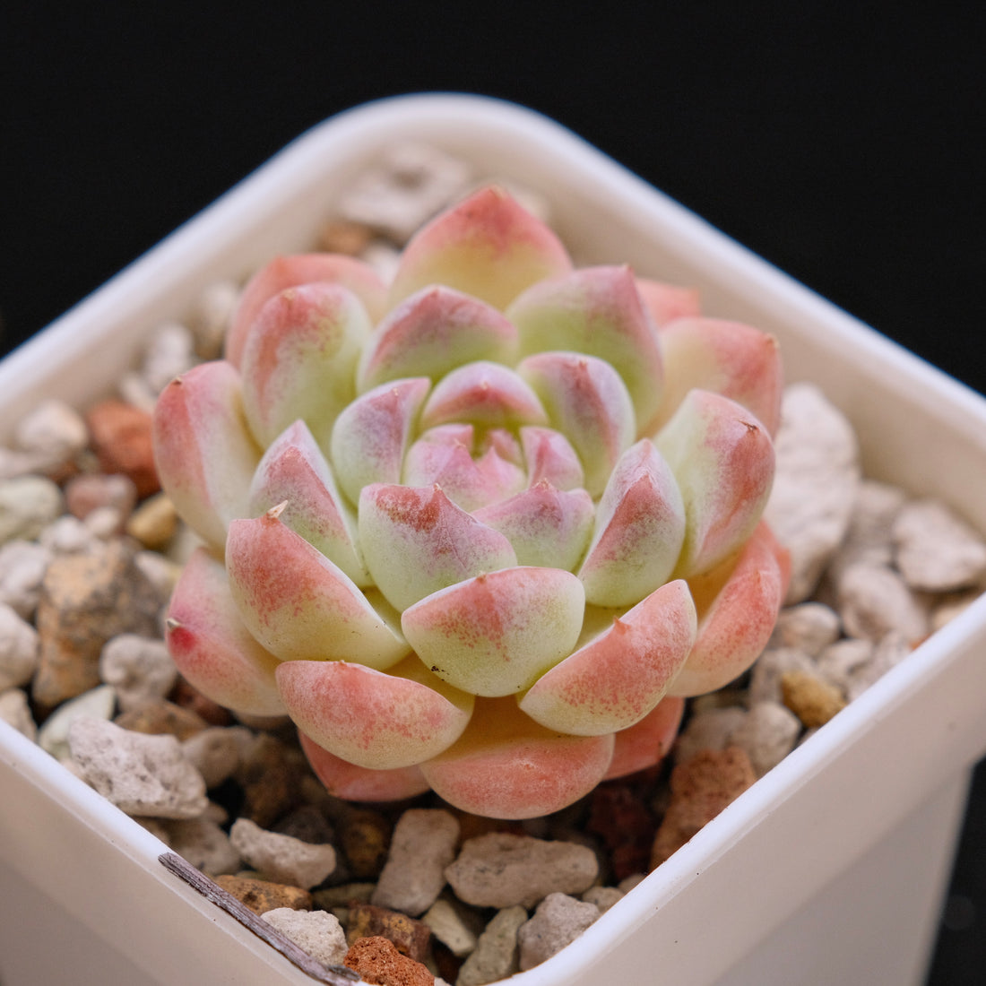 Echeveria Jelly hybrid (seedling) Imported Succulent Plant *New* 糖心杂