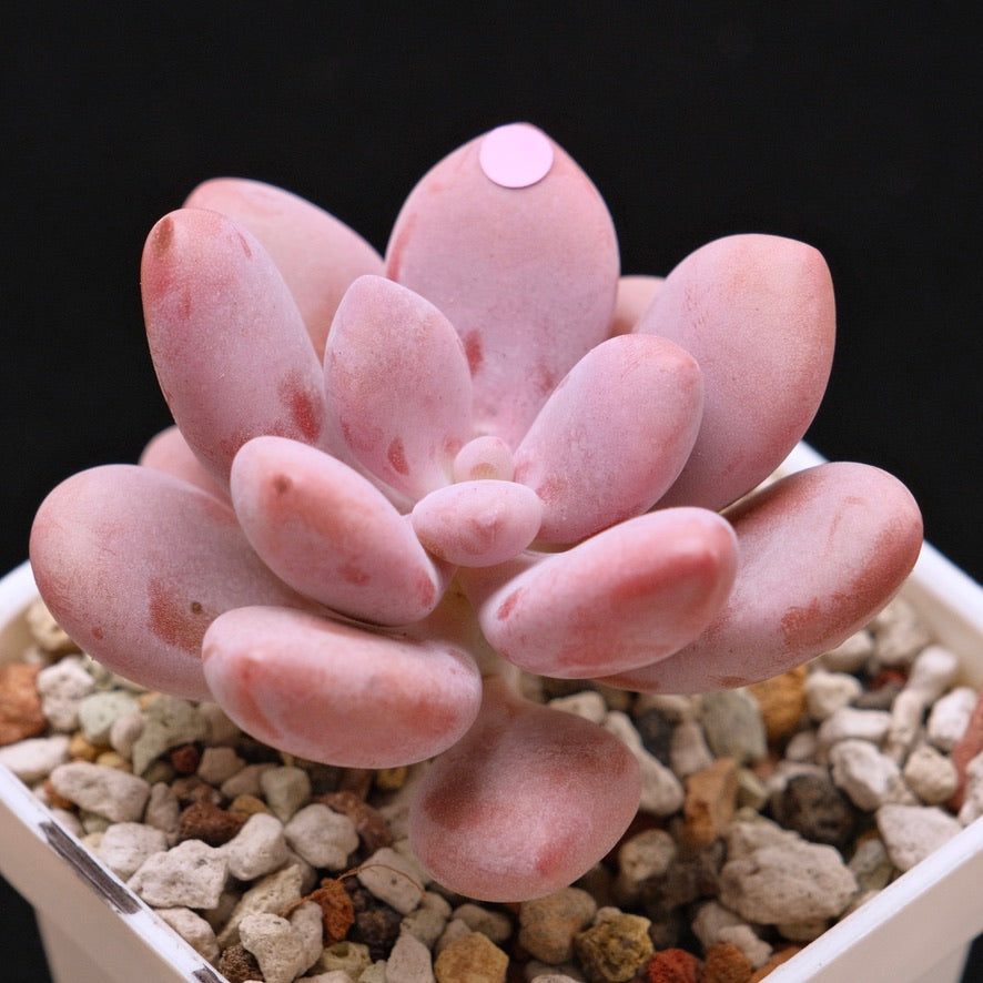 Graptopetalum Pink One Korean Succulent Plant