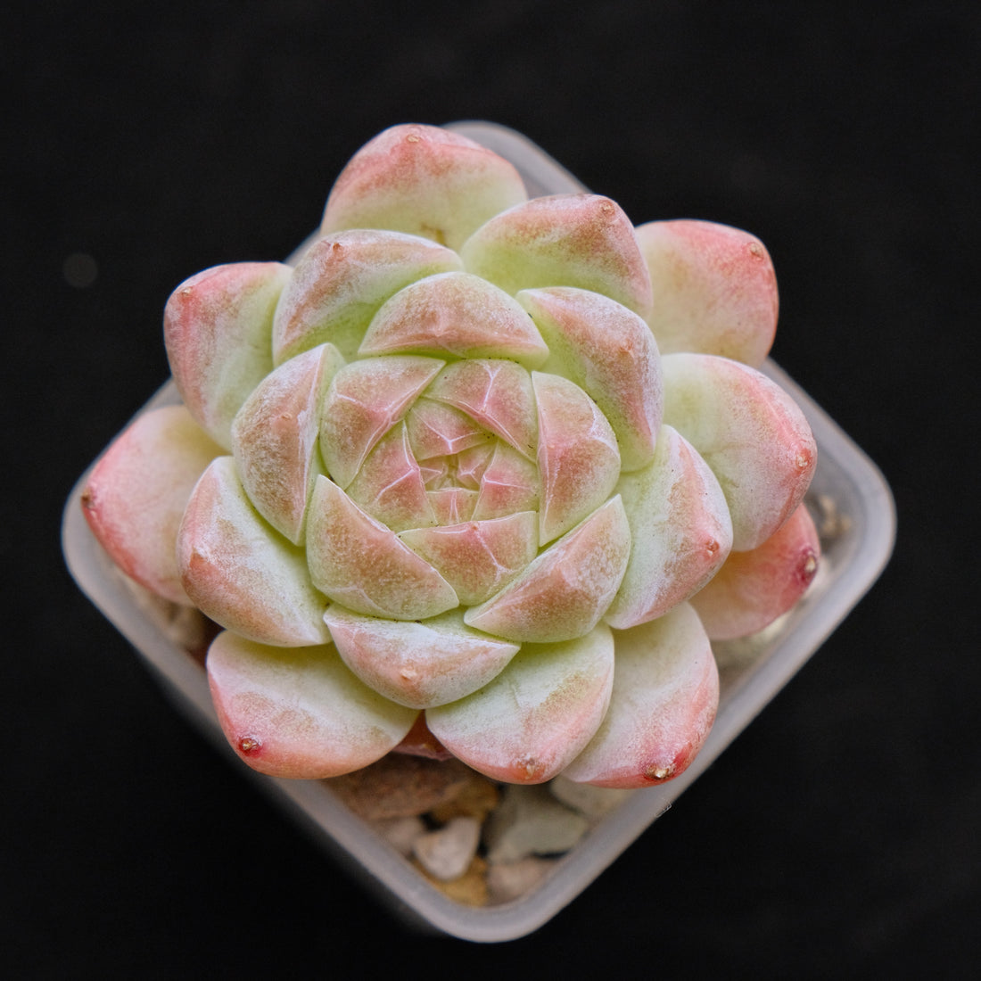 Echeveria hybrid imported Succulent Plant 溏心杂