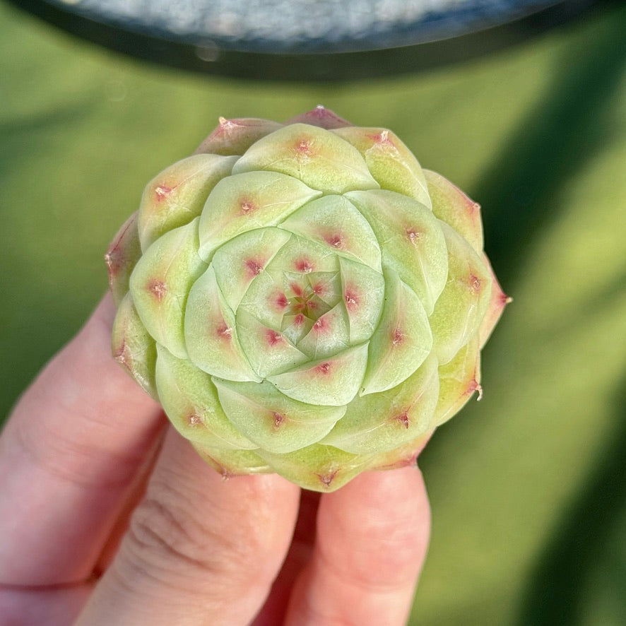 Echeveria Malgan Succulent Plant B