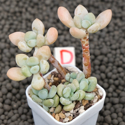 Graptosedum Jelly Finger Imported Succulent Plant