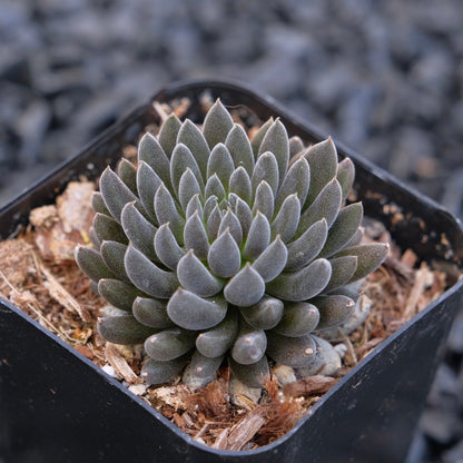 Sinocrassula yunnanensis Rare Succulent Plant