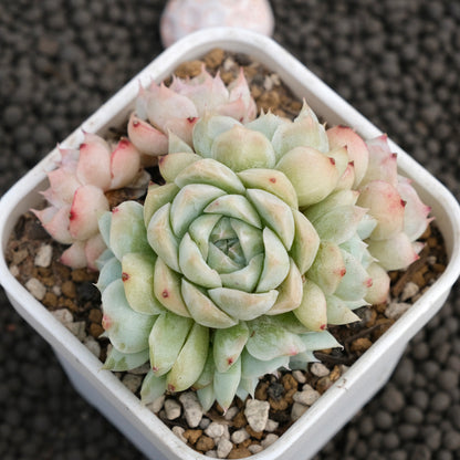 Echeveria Queen&