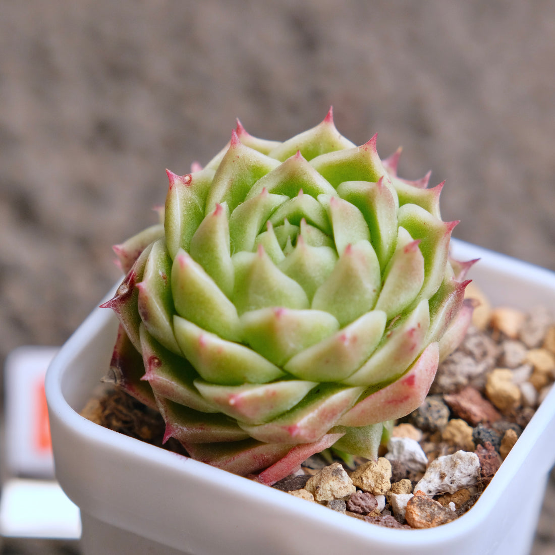 Echeveria JingZhe Imported Succulent Plant - B