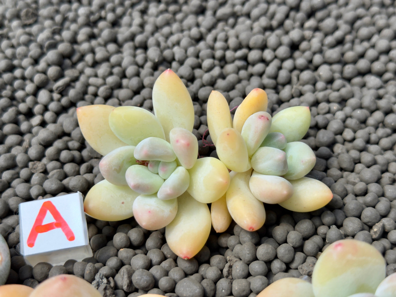 Pachyphytum Frevel cultivar Imported Succulent Plant