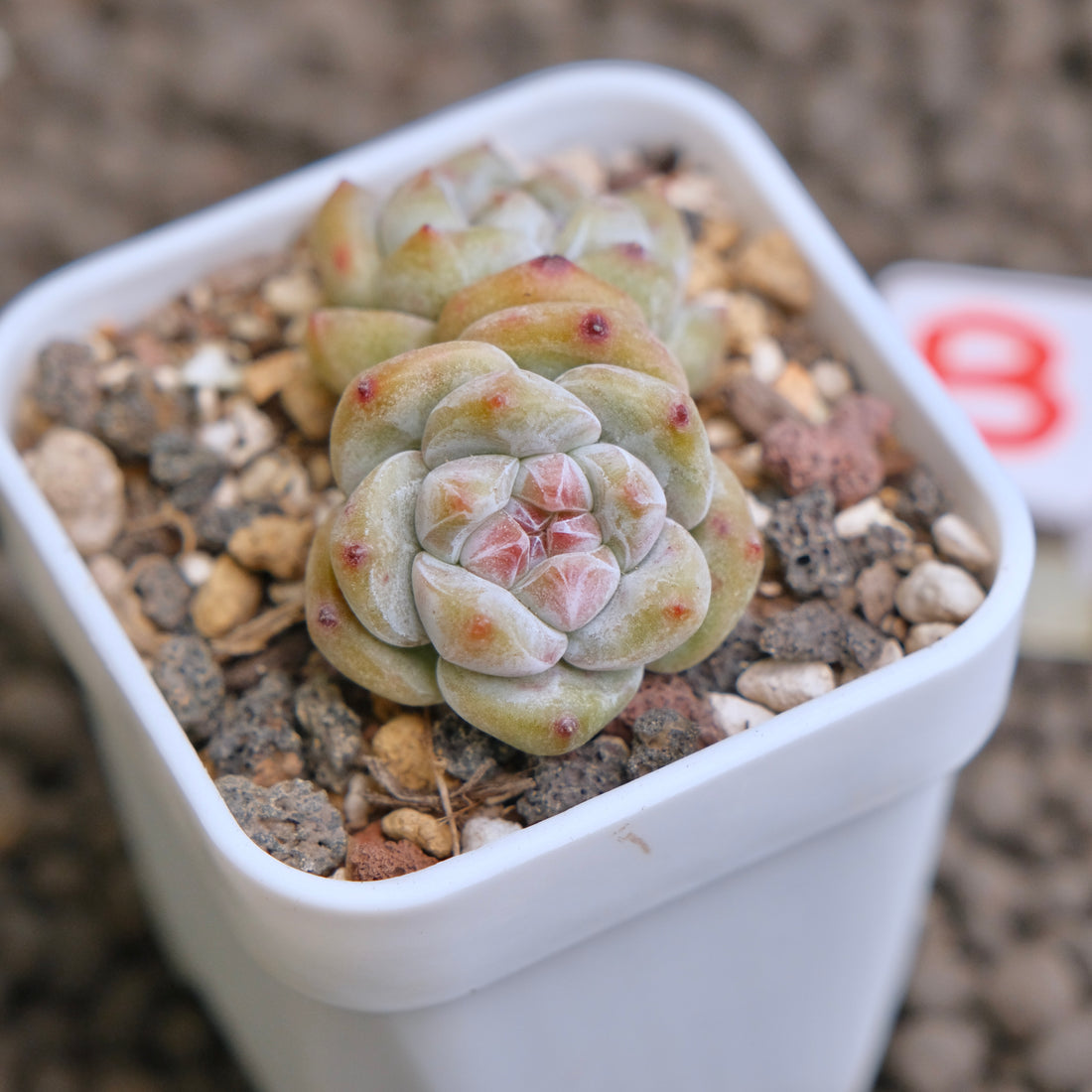 Echeveria Hoshikage Imported Succulent Plant - B