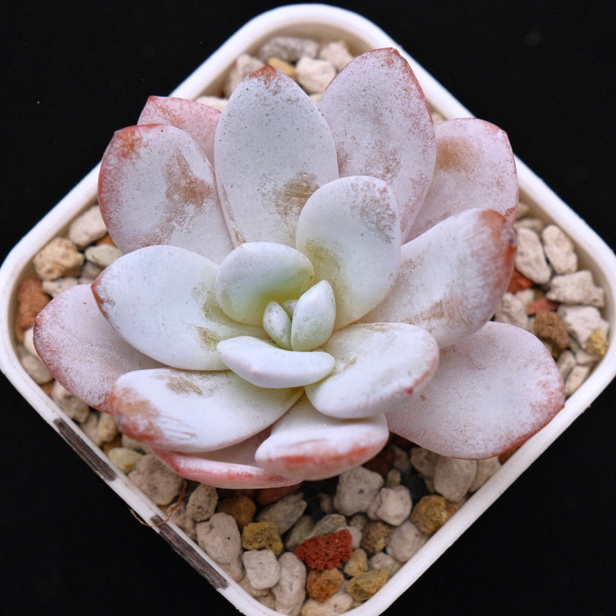Echeveria laui Korean Succulent Plant