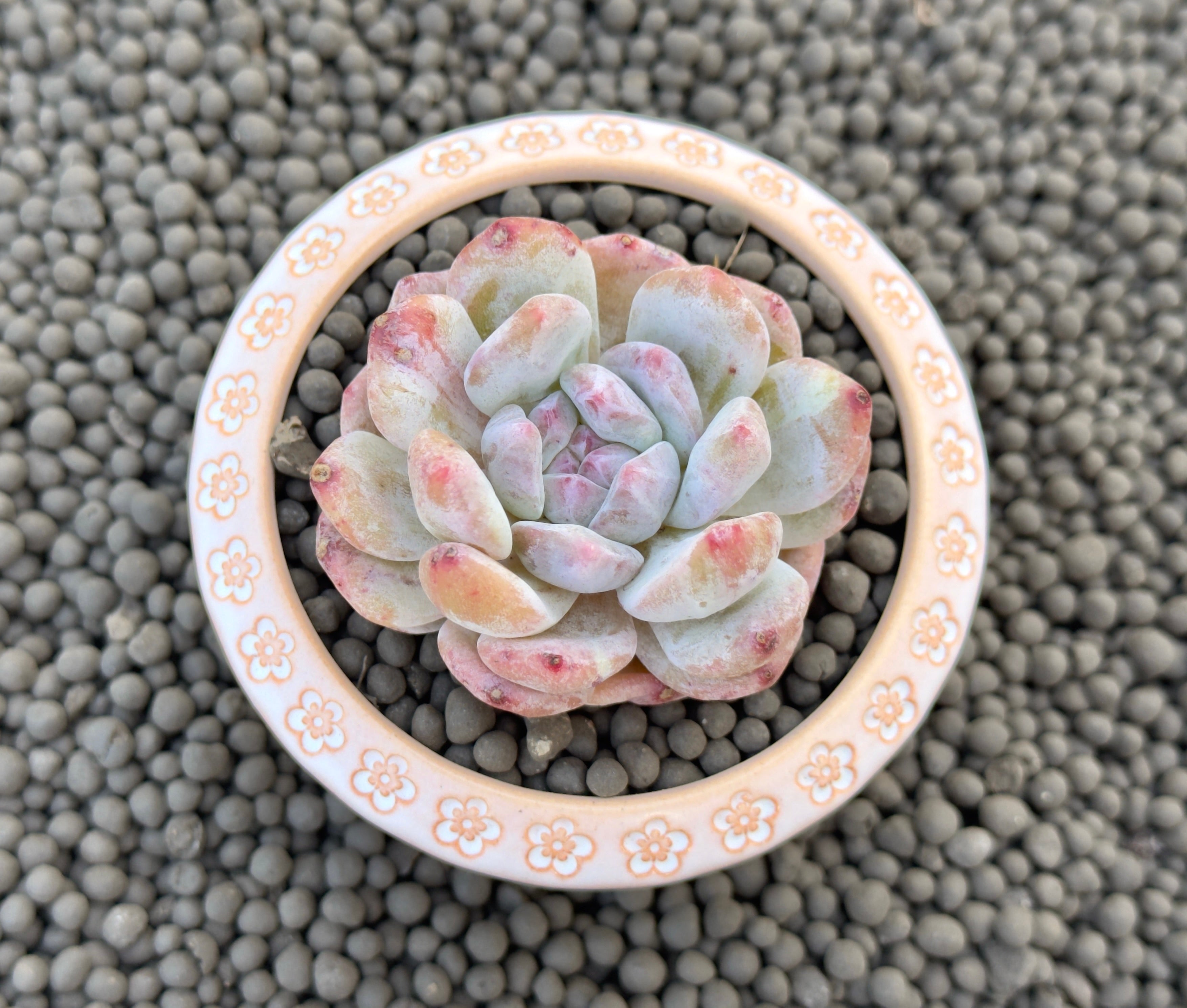 Monstrose Echeveria Monroe Imported Succulent Plant