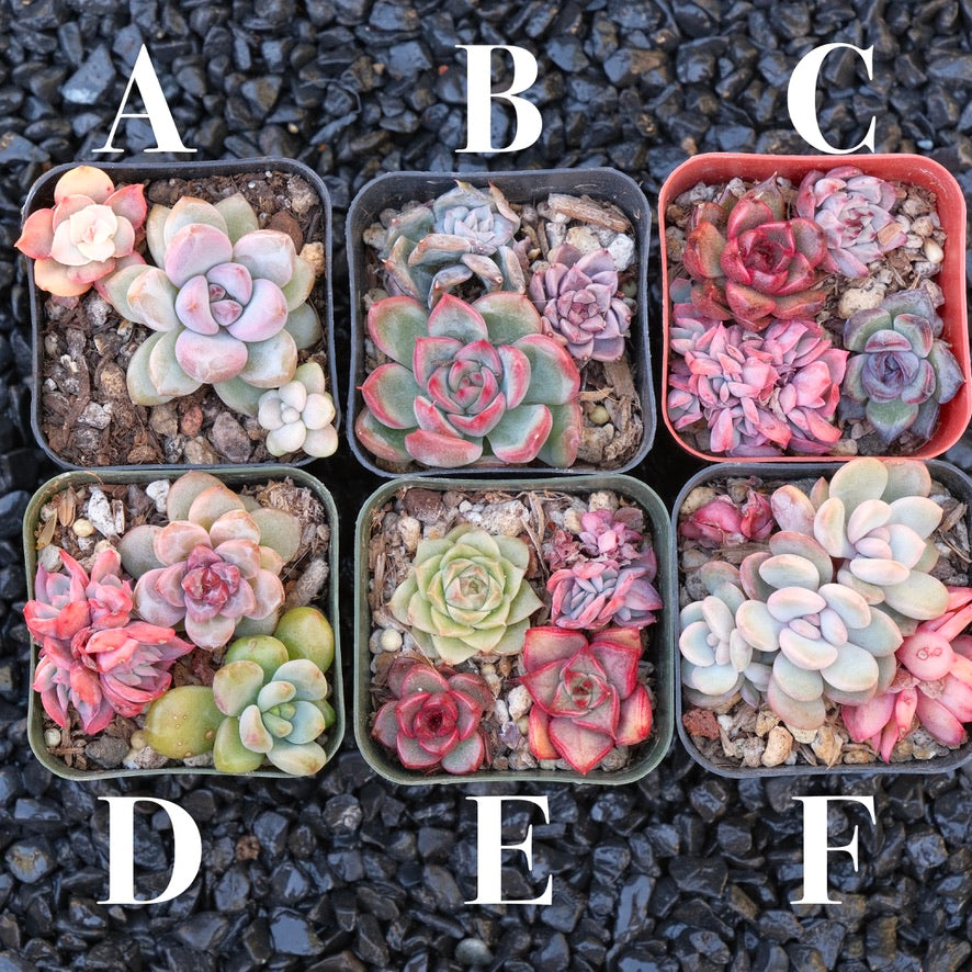 Korean succulent bb pot Succulent Plant