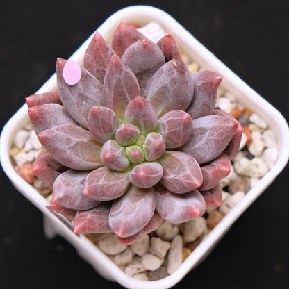 Pachyveria Angel Finger Korean Succulent Plant