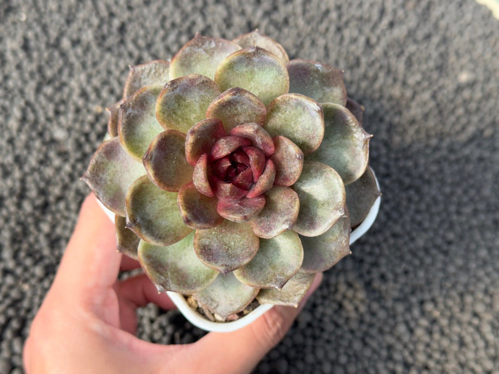 Big Echeveria Black Rose hybrid Korean Succulent Plant