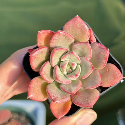 Graptoveria Aaron Korean Succulent Plant Changhee hybrid