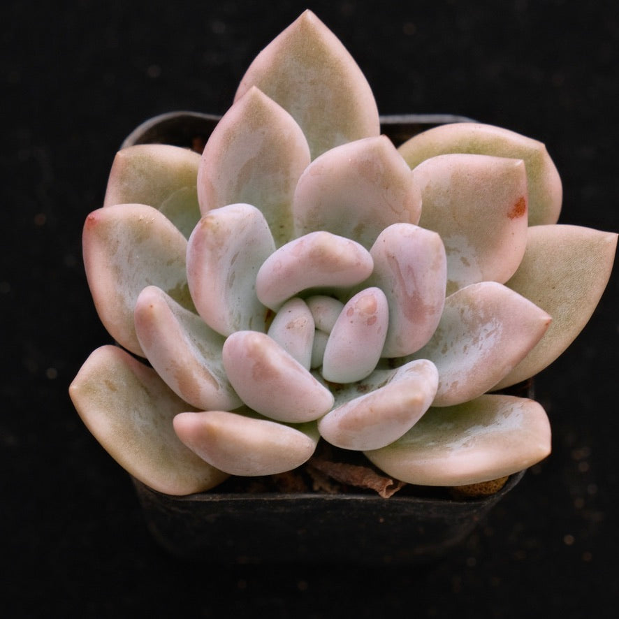 Variegated Graptoveria Opalina Korean Succulent Plant