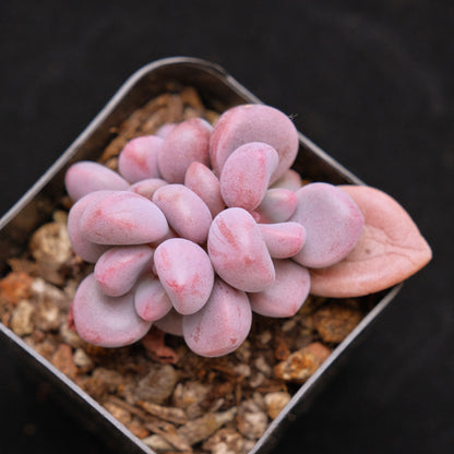 Graptosedum Indian Pink Korean Succulent Plant Air Magic hybrid