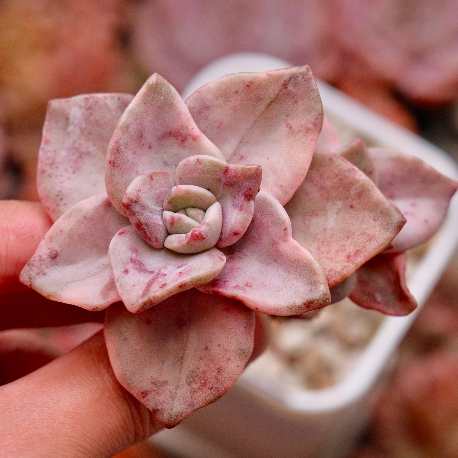 Variegated Graptoveria Albert Baynes Korean Succulent Plant