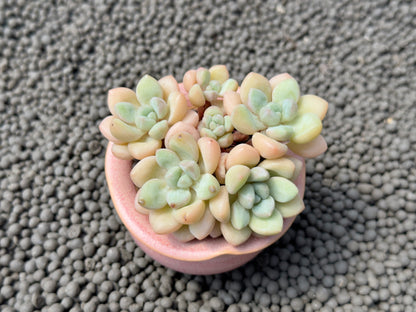 Graptosedum Bubble Gum Imported Succulent Plant