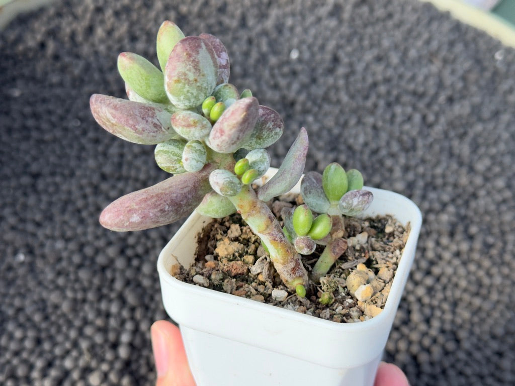 Cotyledon orbiculata &