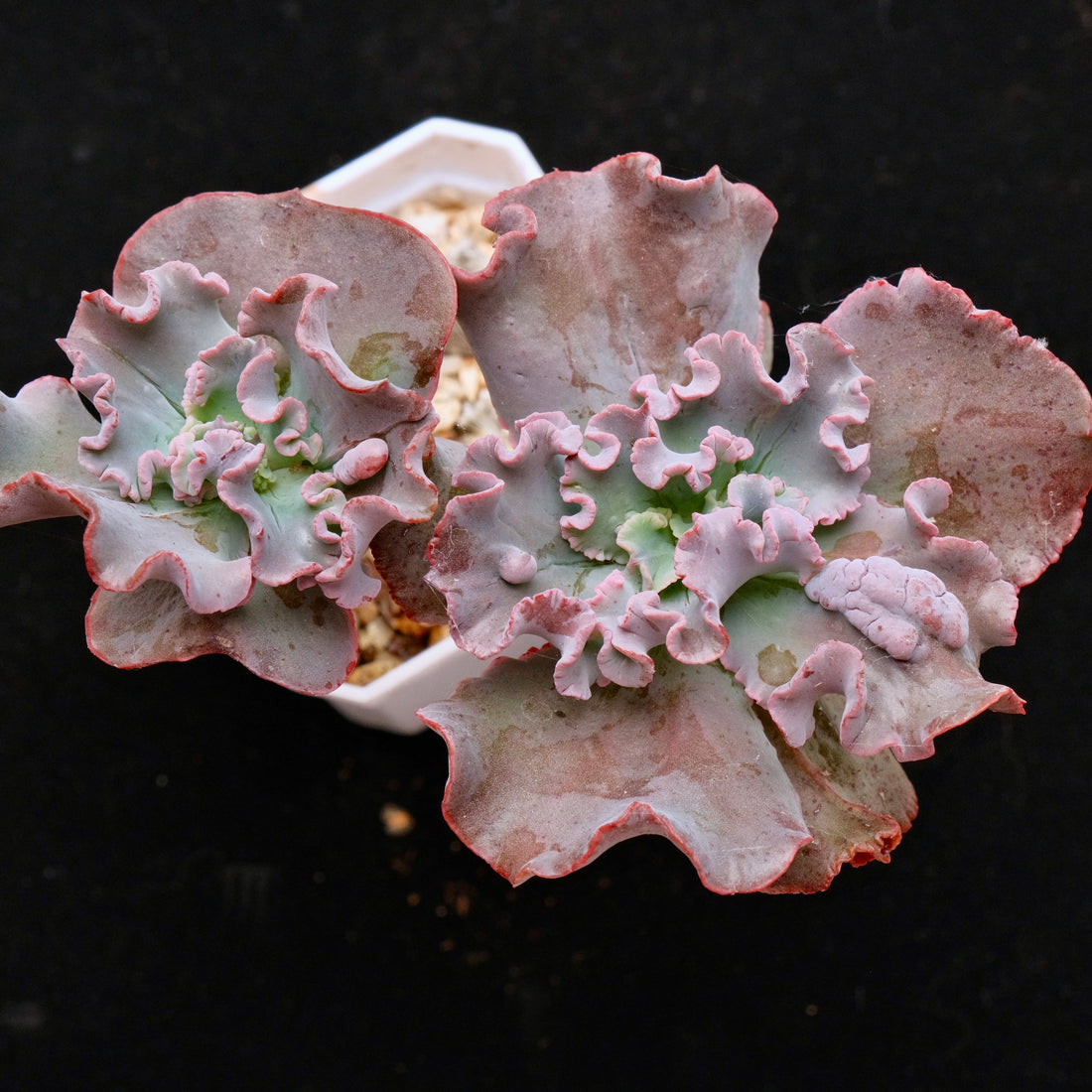 Double Echeveria Speed Bumps Korean Succulent Plant Dick Wright Hybrid