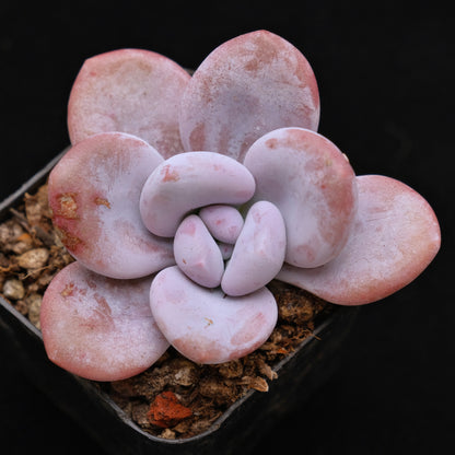 Pachyveria Laon Korean Succulent Plant