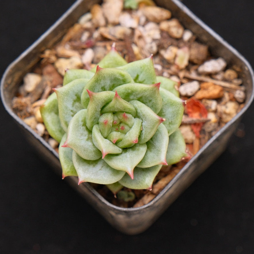 Echeveria Wrinkle Maria Korean Succulent Plant (small)