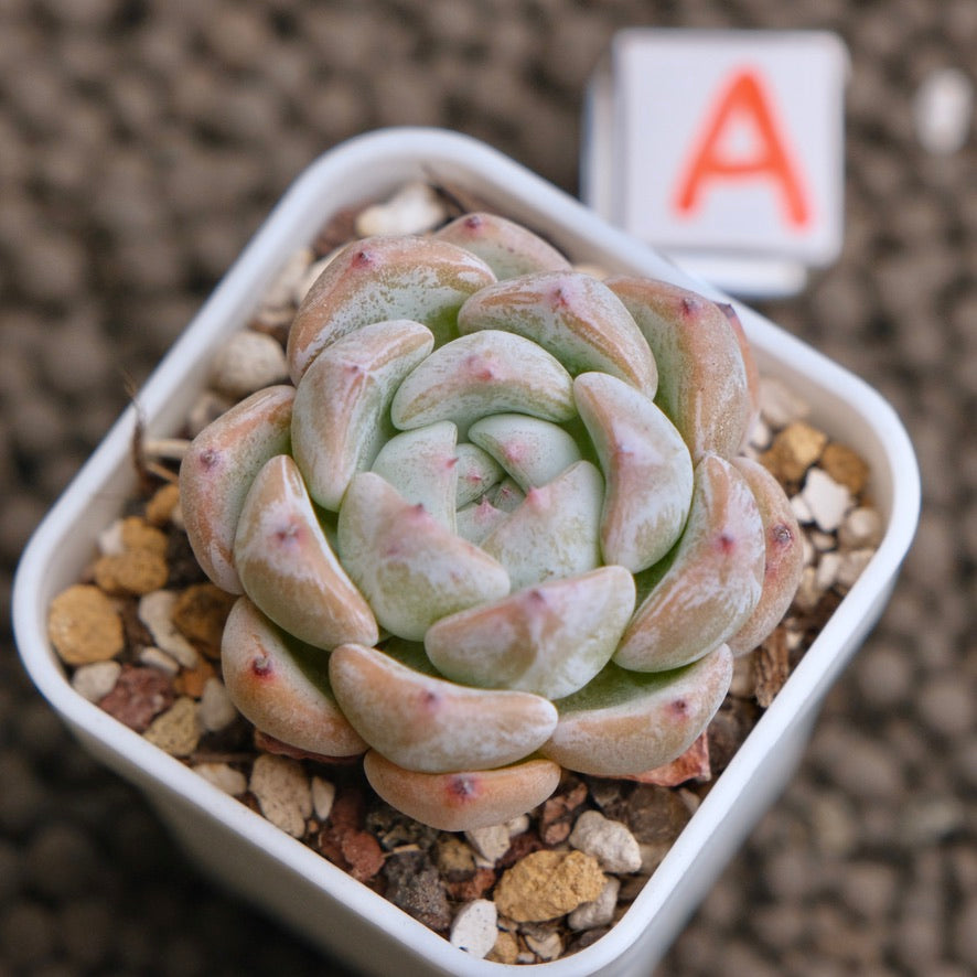 Echeveria Sunsu Imported Succulent Plant - A