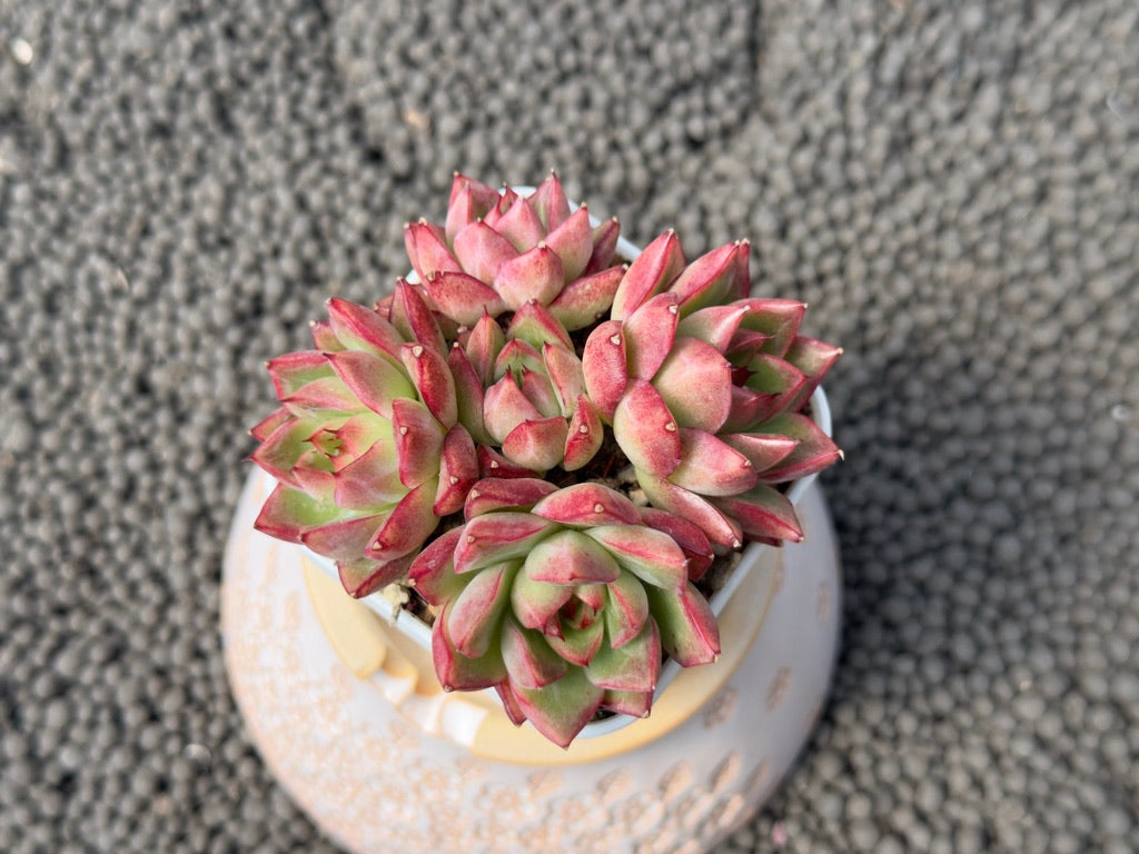 Echeveria Queen&