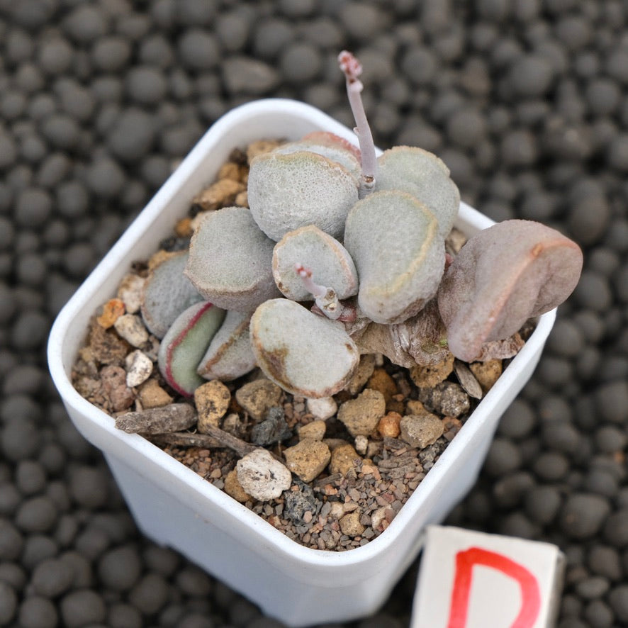 Adromischus Pink Snow Egg Imported Succulent Plant