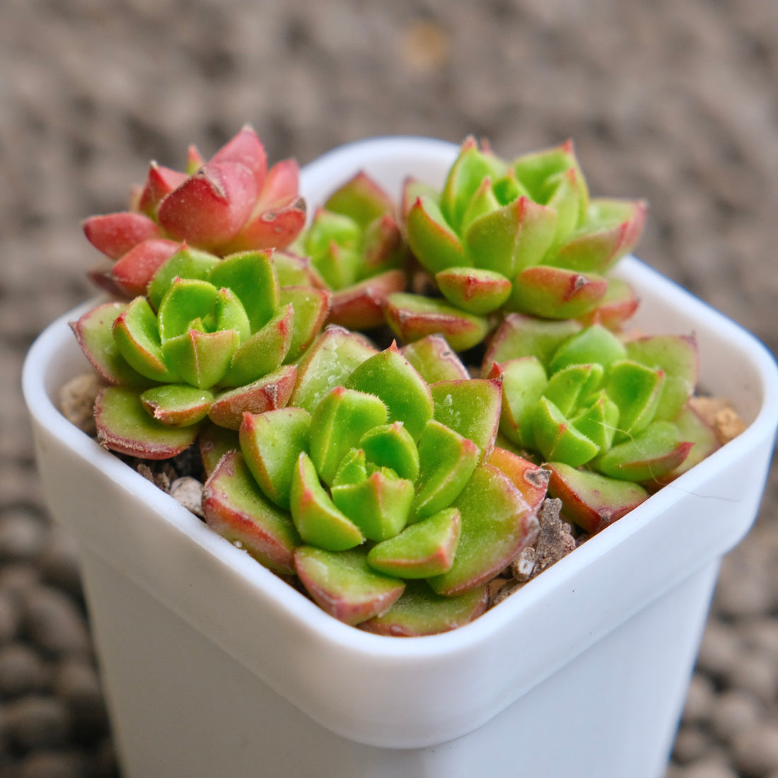 Echeveria Letizia Imported Succulent Plant