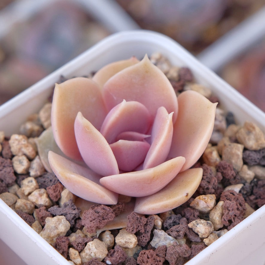 Echeveria Perle von Nurnberg Succulent Plant