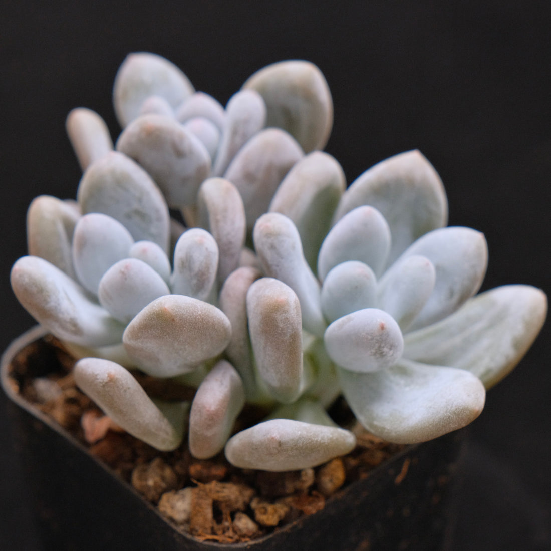 Pachyveria Moon Sherbet Korean Succulent Plant Air Magic hybrid