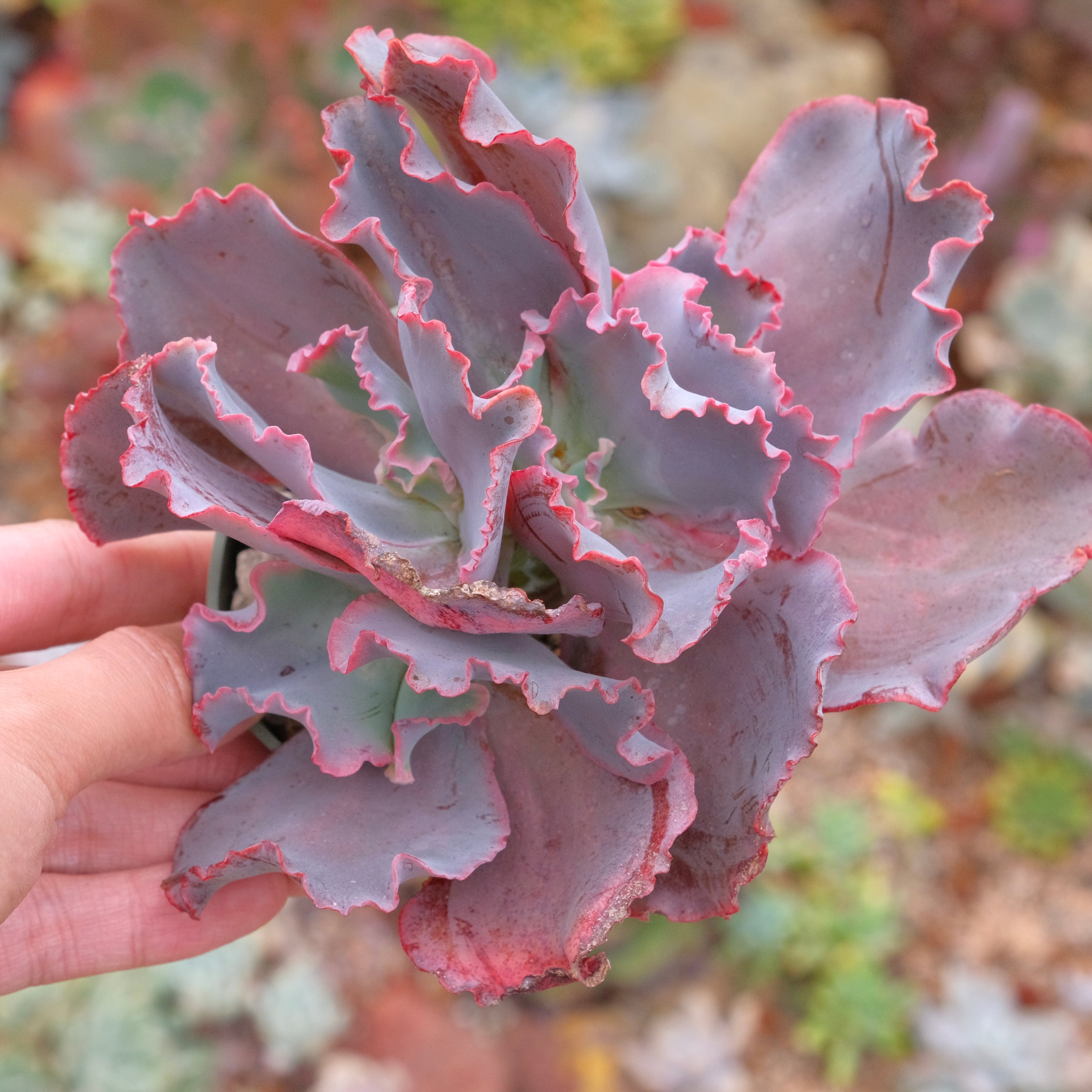 Crested Echeveria Red Trump Succulent Plant Dick Wright Hybrid