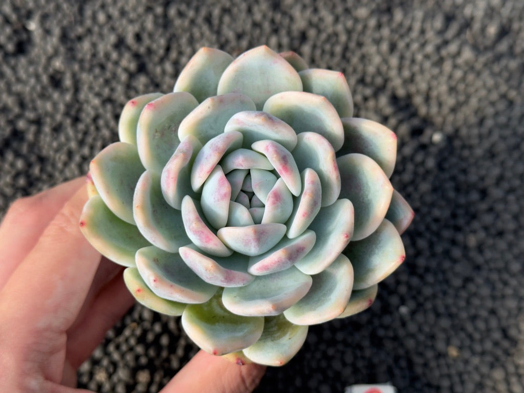 Variegated Echeveria Monroe Korean Succulent Plant