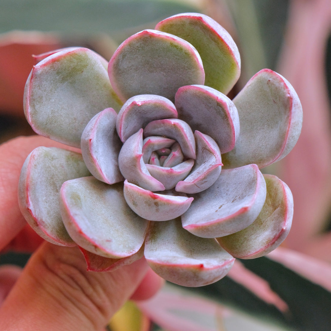 Echeveria Morning Glory Korean Succulent Plant *New*